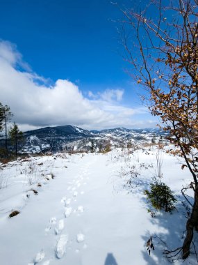 Karla kaplı ağaçlarla kaplı güzel kış manzarası
