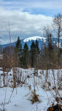 Ağaçları ve dağları olan karlı bir ormanın güzel manzarası