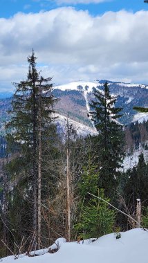 Karla kaplı ormanı olan güzel bir kış manzarası.