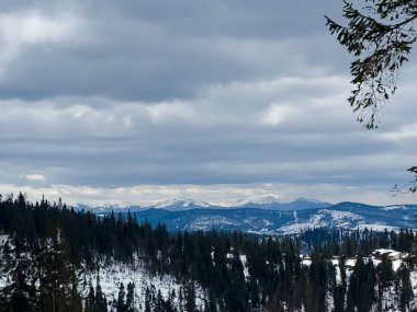 Karpatların kış manzarası karla kaplı ormanlarda