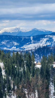 Güneşli bir günde ormanı olan güzel bir kış manzarası.