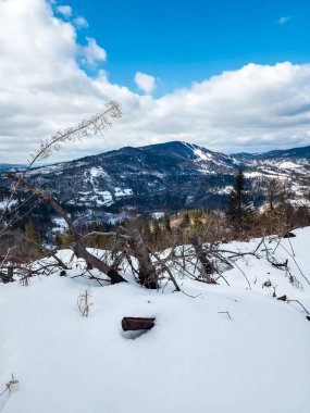 Ormanda karla kaplı ağaçlar