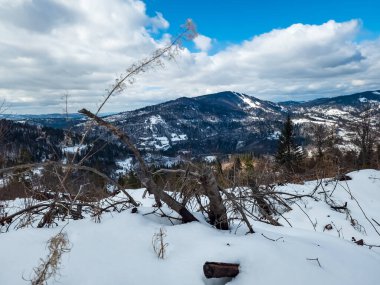 Güneşli bir günde karla kaplı ormanı olan güzel bir kış manzarası..
