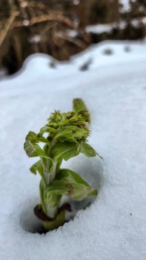bir ağaç üzerinde kar