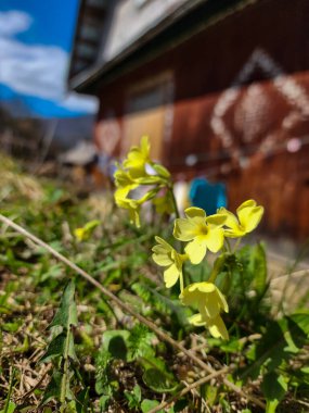 Bahçedeki güzel çiçekler