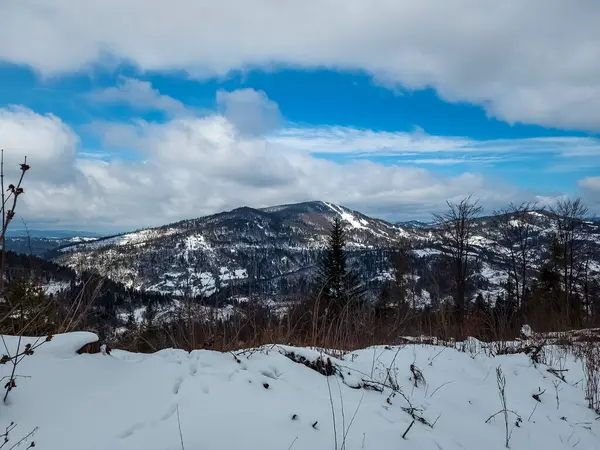 Karla kaplı ağaçlarla kaplı kış ormanı