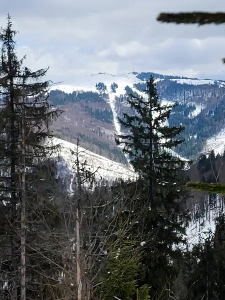 Karla kaplı ağaçlarla kaplı kış manzarası