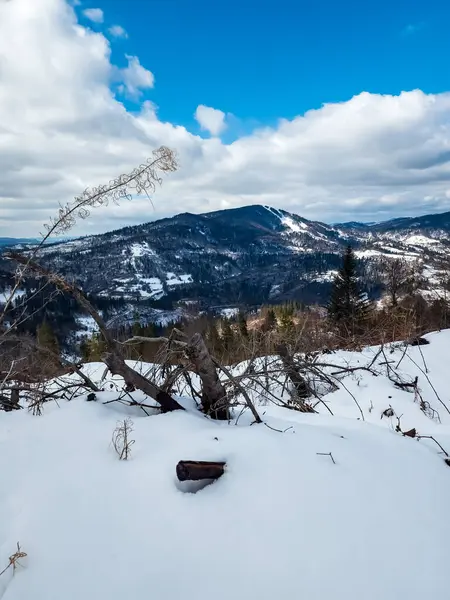 Ağacıyla karlı bir dağın güzel manzarası