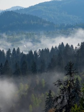 Ormanda sisli bir sabah