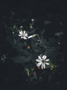 Bahçedeki güzel çiçekler