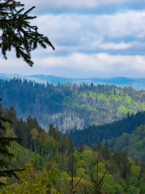 Ormandaki yeşil tepelerin güzel bir görüntüsü