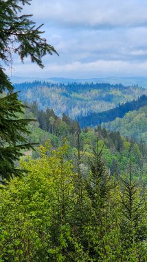 Dağlardaki ormanın güzel manzarası