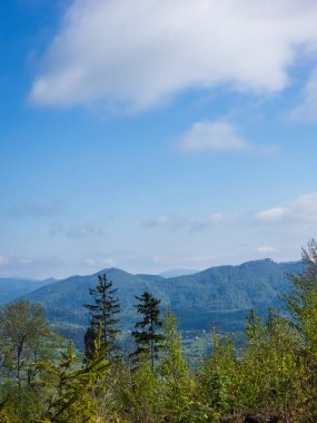Ormandaki dağlarda güzel bir ağaç görüntüsü.