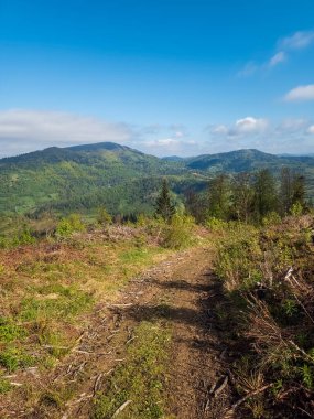 Karpatlar 'ın dağlarındaki güzel ormanın manzarası