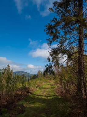 Ormanın güzel manzarası