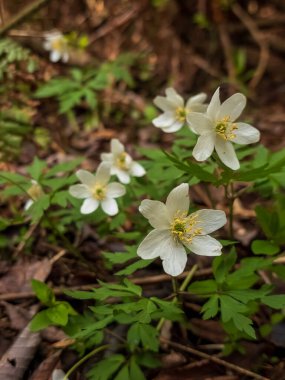 Vahşi beyaz bahar çiçekleri