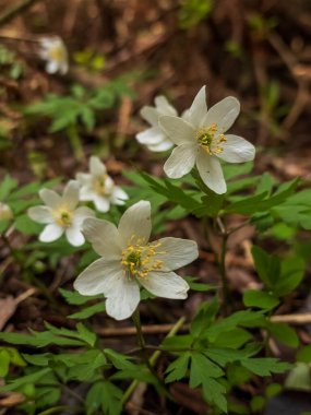 Yeşil ormandaki beyaz bahar şakayığı çiçekleri