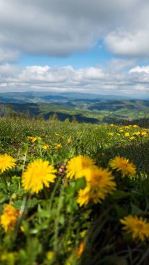 Tarladaki güzel çiçekler