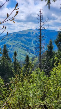 Ormandaki doğa manzarası, Slovakya