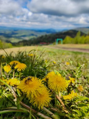 Ormanda güzel çiçekler