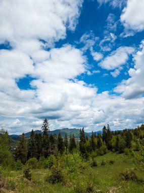 Ormanda yeşil tarlalar ve ağaçlar