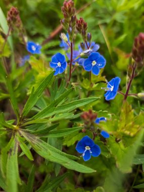 Bahçedeki mavi çiçekler.