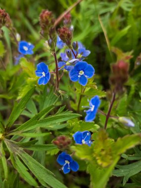 Bahçedeki güzel çiçekler