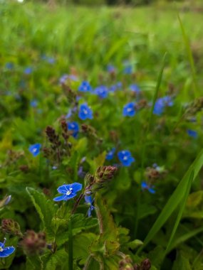 Bahçedeki güzel mavi çiçekler