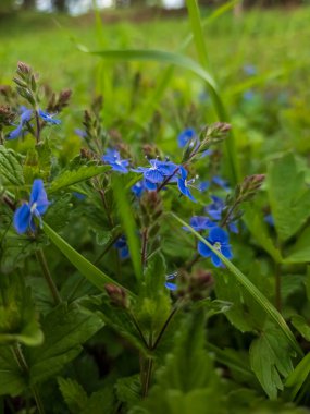 Bahçedeki güzel mavi çiçekler