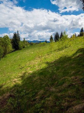Karpatya dağlarında güneşli bir günde ormanlı yeşil çayır