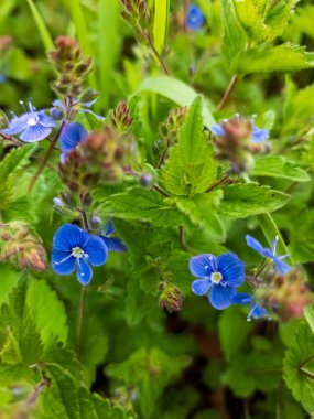 Bahçedeki güzel çiçekler
