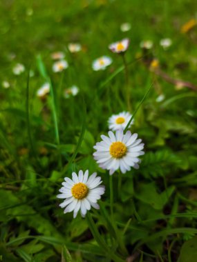 Bahçedeki güzel çiçekler