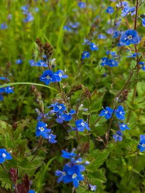 Ormanda mavi çiçekler