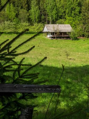 Dağlarda güzel bir orman manzarası