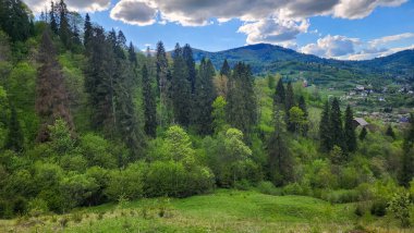Karpat dağlarında güzel yeşil orman, Ukrayna