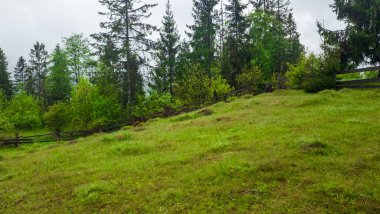 Arka planda ağaçlar olan güzel yeşil orman.
