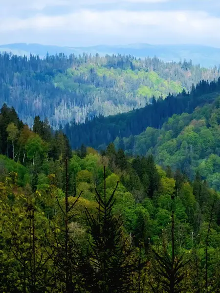 Dağlardaki güzel yeşil orman