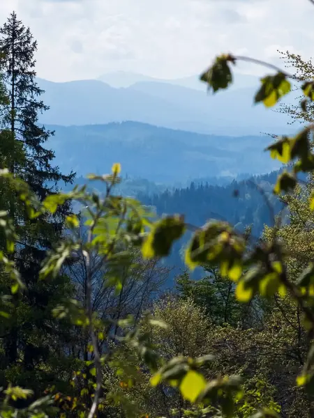 Ormanlı güzel dağ manzarası