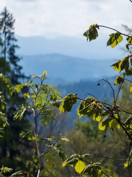 Dağların güzel manzarası