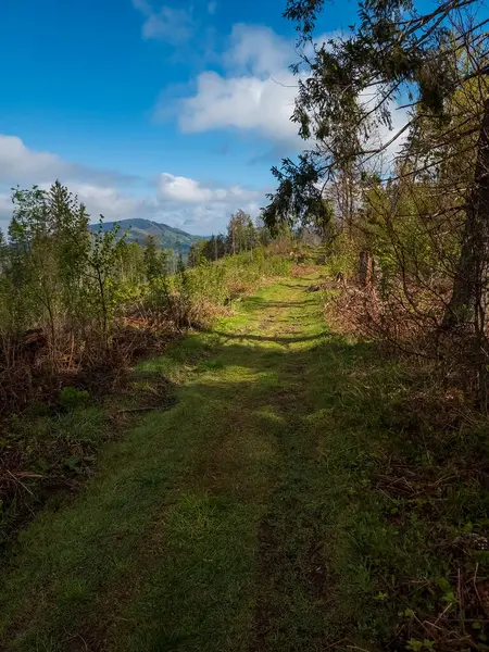 Arkasında ağaçlar olan yeşil bir ormanın dikey görüntüsü.
