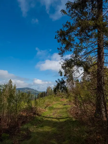 Ormanın güzel manzarası