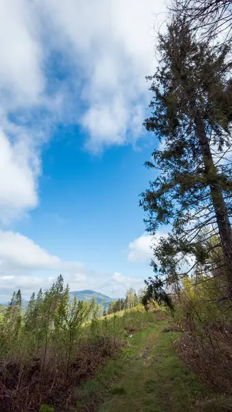 Güzel bir manzara Ağacı ve mavi gökyüzü