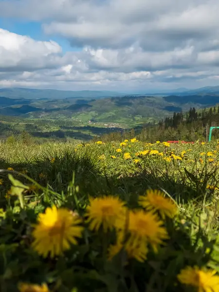 Yazın tarlada güzel çiçekler.