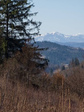 Dağların ve ormanın güzel manzarası