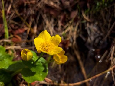 Ormanda sarı çiçek
