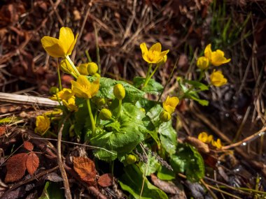 Yeşil çimenlerin üzerinde sarı çiçek