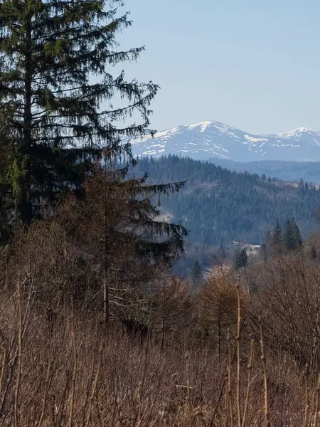 Dağların ve ormanın güzel manzarası