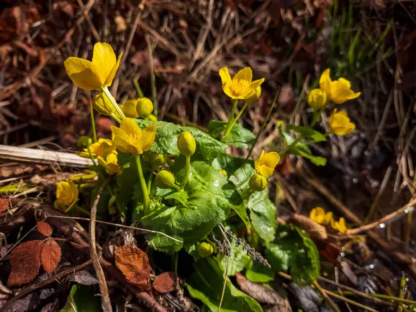 Yeşil çimenlerin üzerinde sarı çiçek