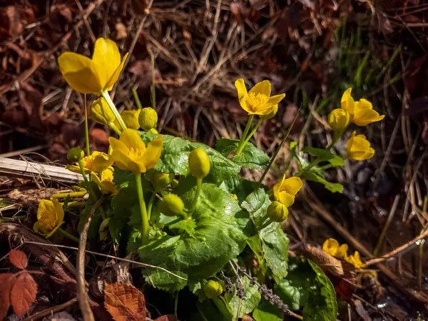 Bahçedeki güzel çiçekler