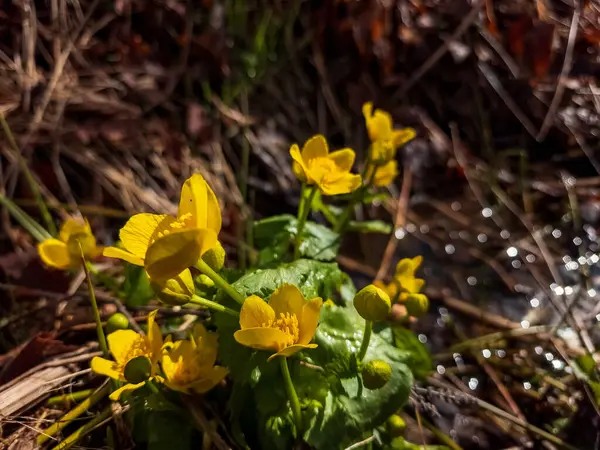 Ormanda güzel çiçekler